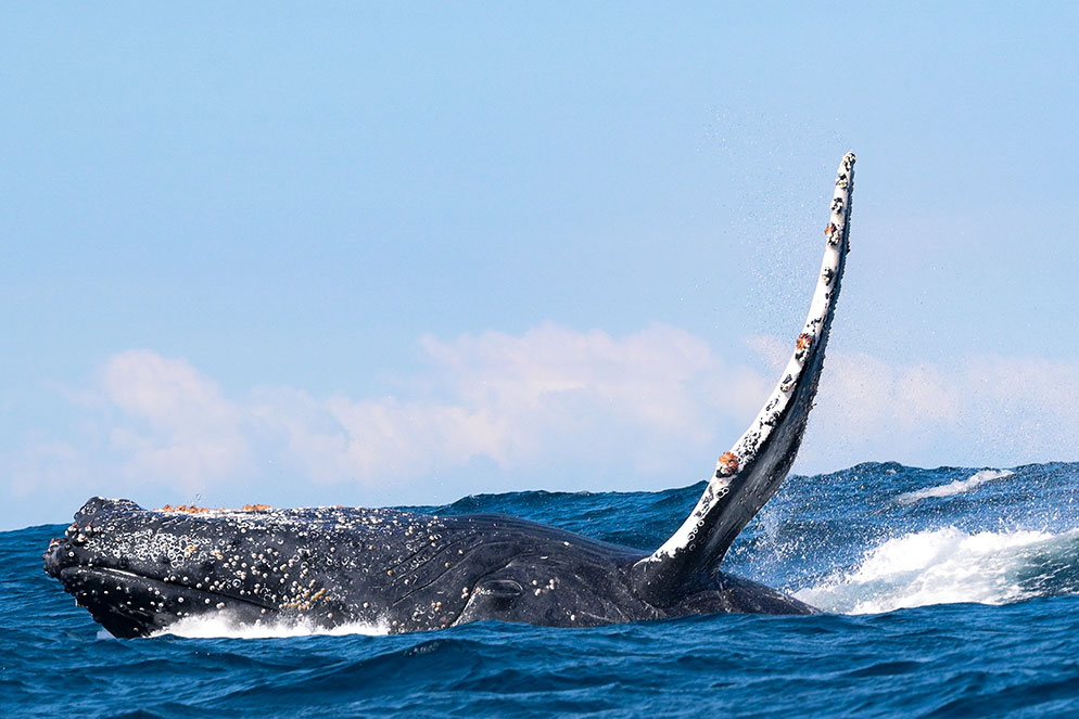 Une baleine à bosse à la surface